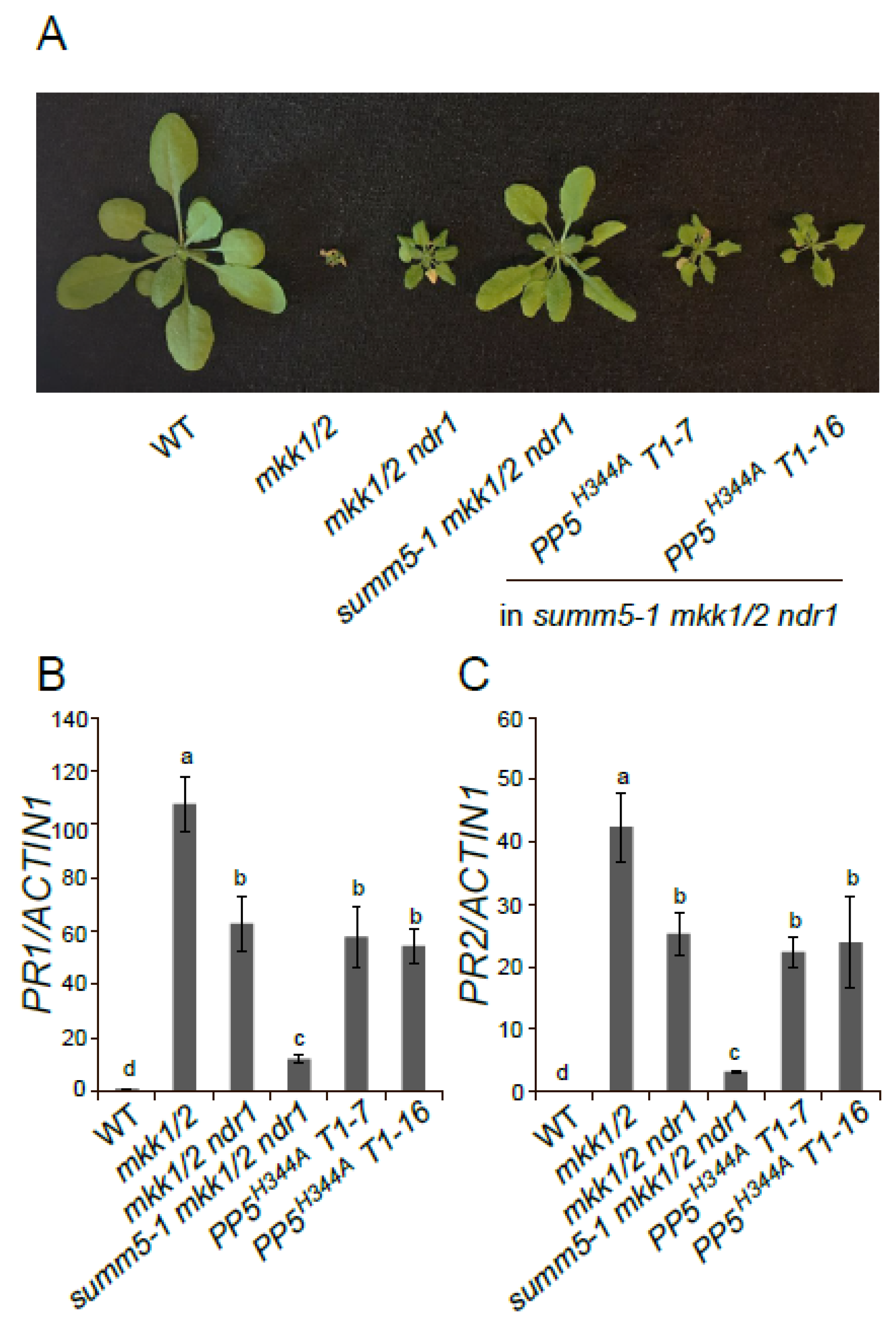Plants 15 01875 g006 Plants 15 01875 g006