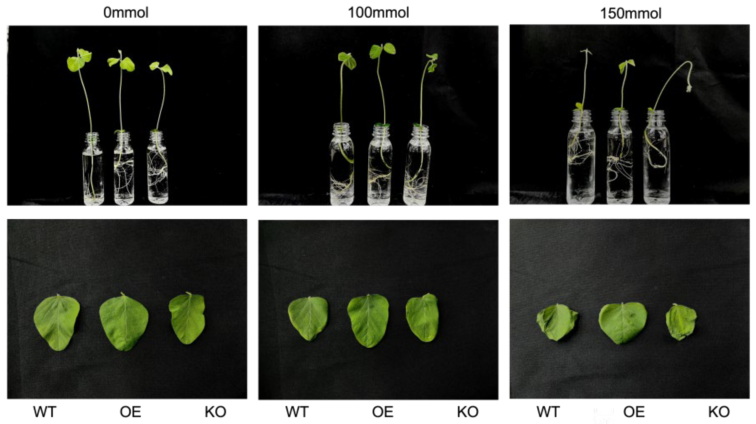 Plants 15 01948 g006 Plants 15 01948 g006