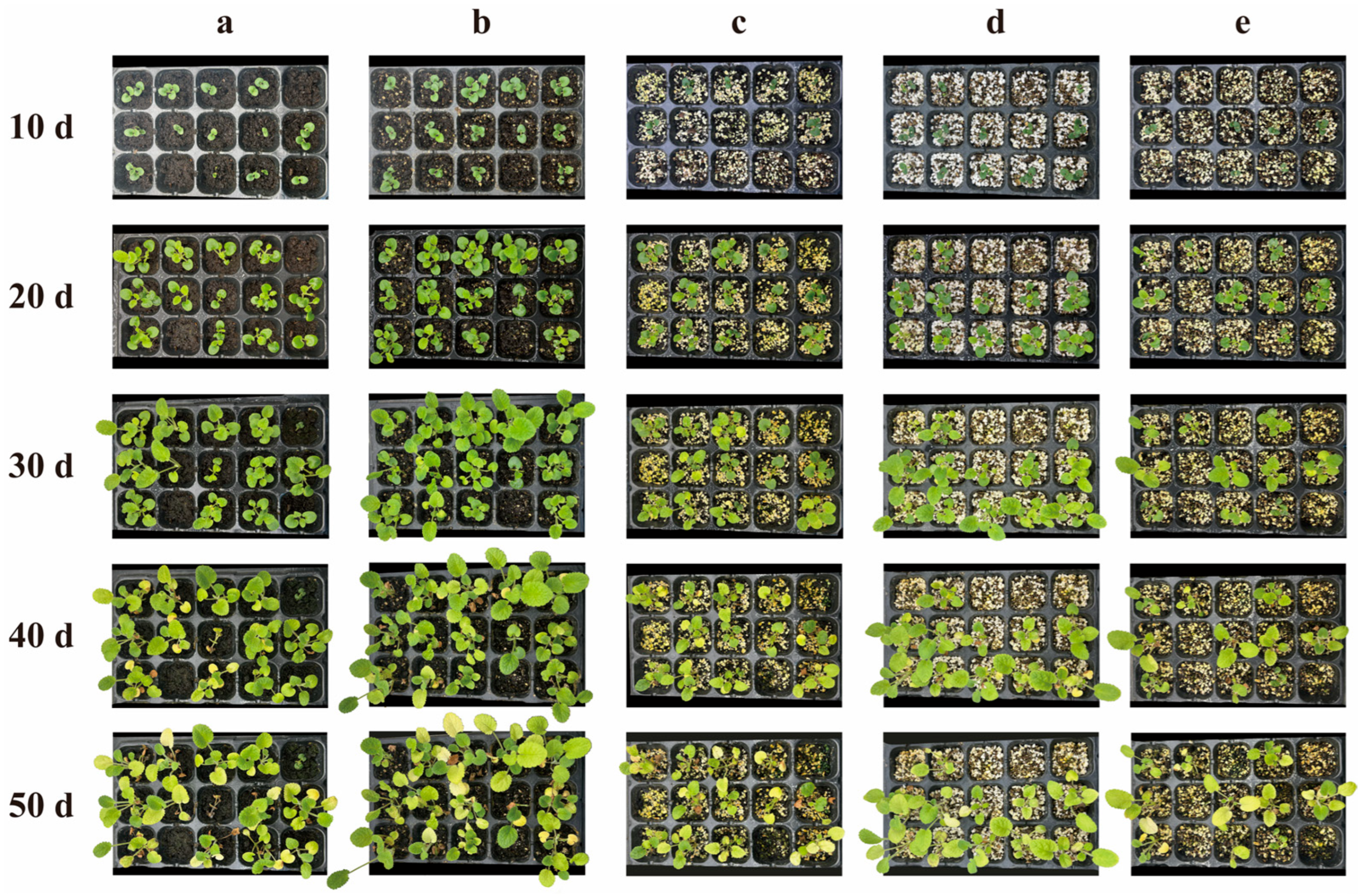 Plants 15 01991 g009 Plants 15 01991 g009
