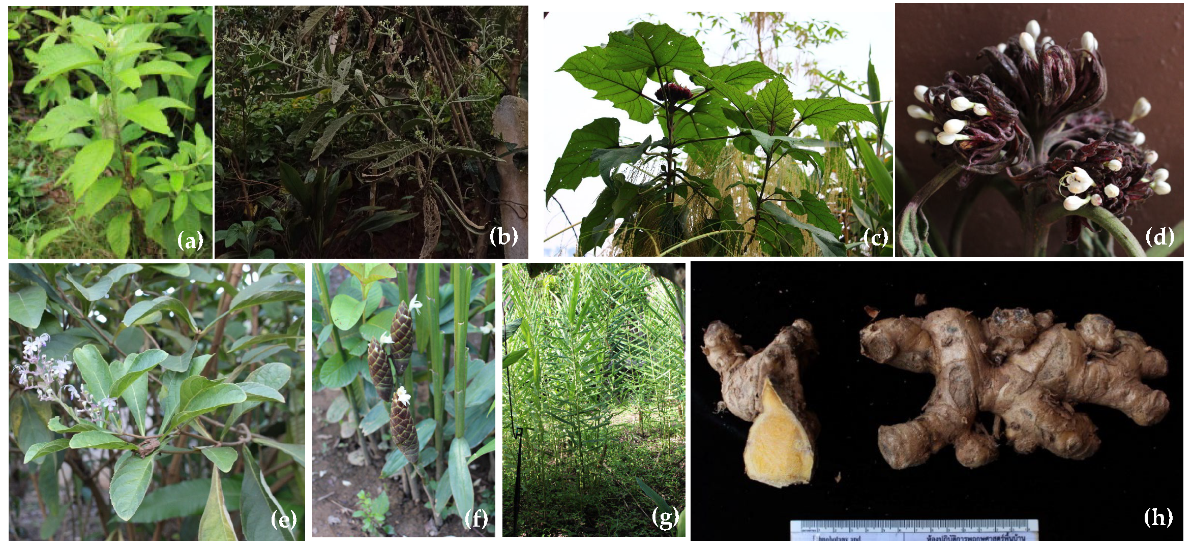 Plants 15 02068 g006 Plants 15 02068 g006