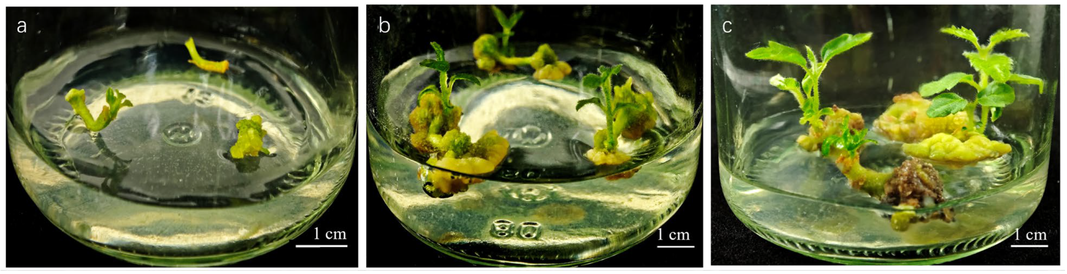 Plants 15 02078 g002 Plants 15 02078 g002