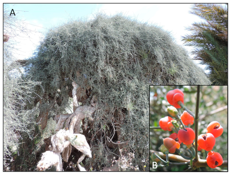 Plants 15 02092 g001 Plants 15 02092 g001