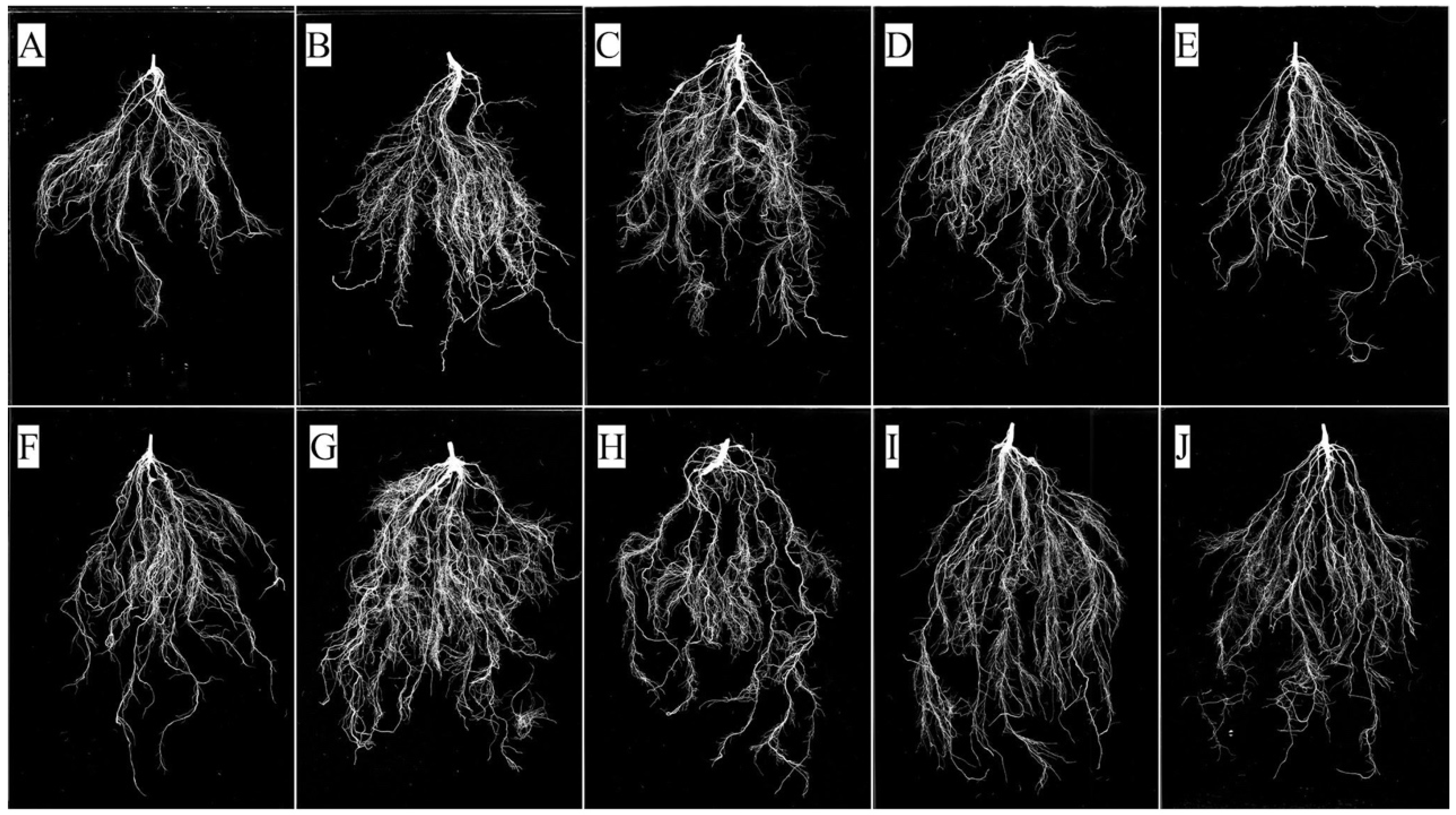 Plants 15 02141 g004 Plants 15 02141 g004