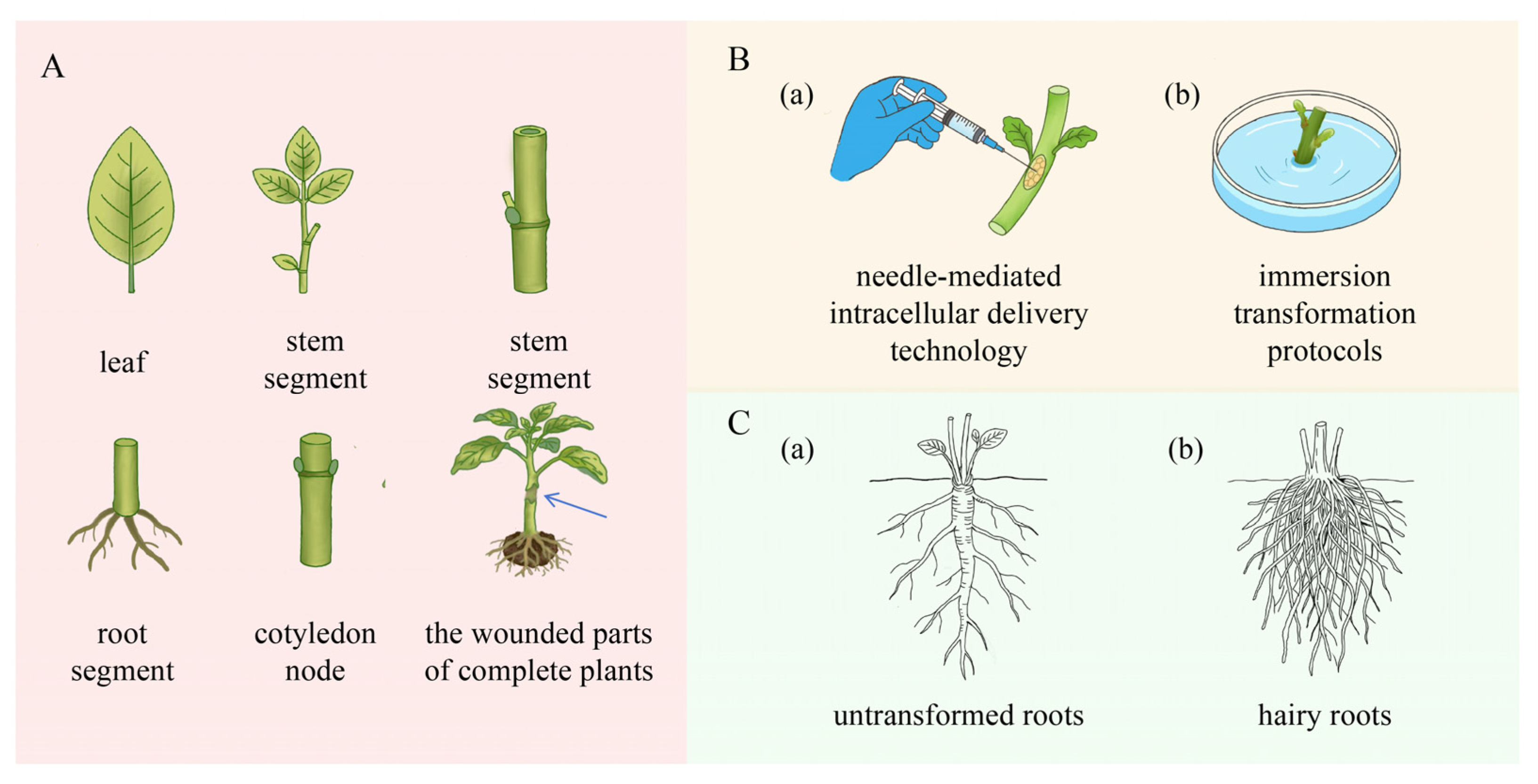 Plants 15 02160 g004 Plants 15 02160 g004