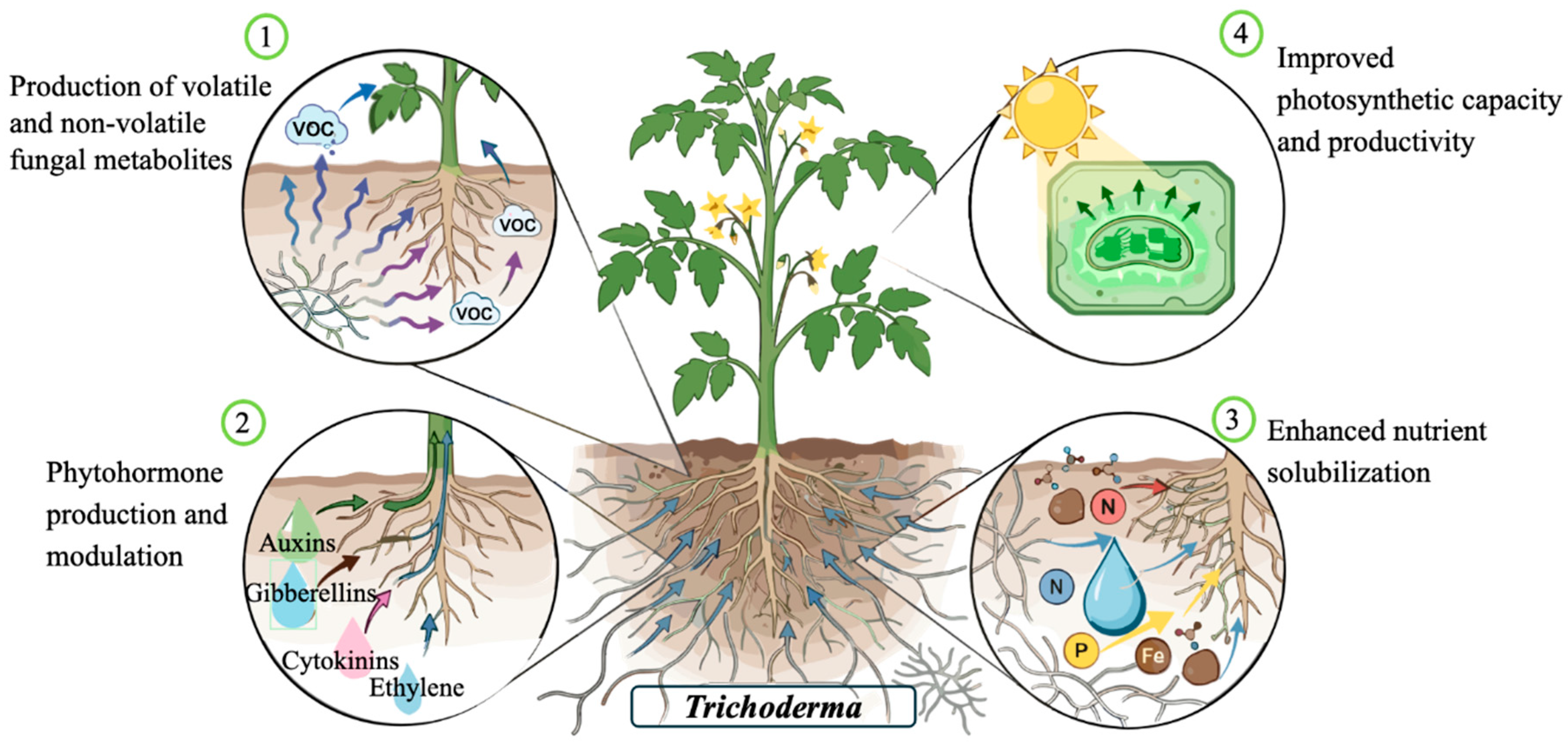 Plants 15 02180 g002 Plants 15 02180 g002