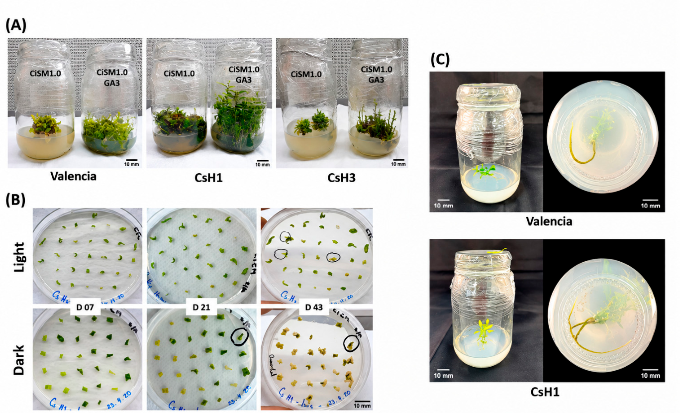 Plants 15 02664 g001 Plants 15 02664 g001