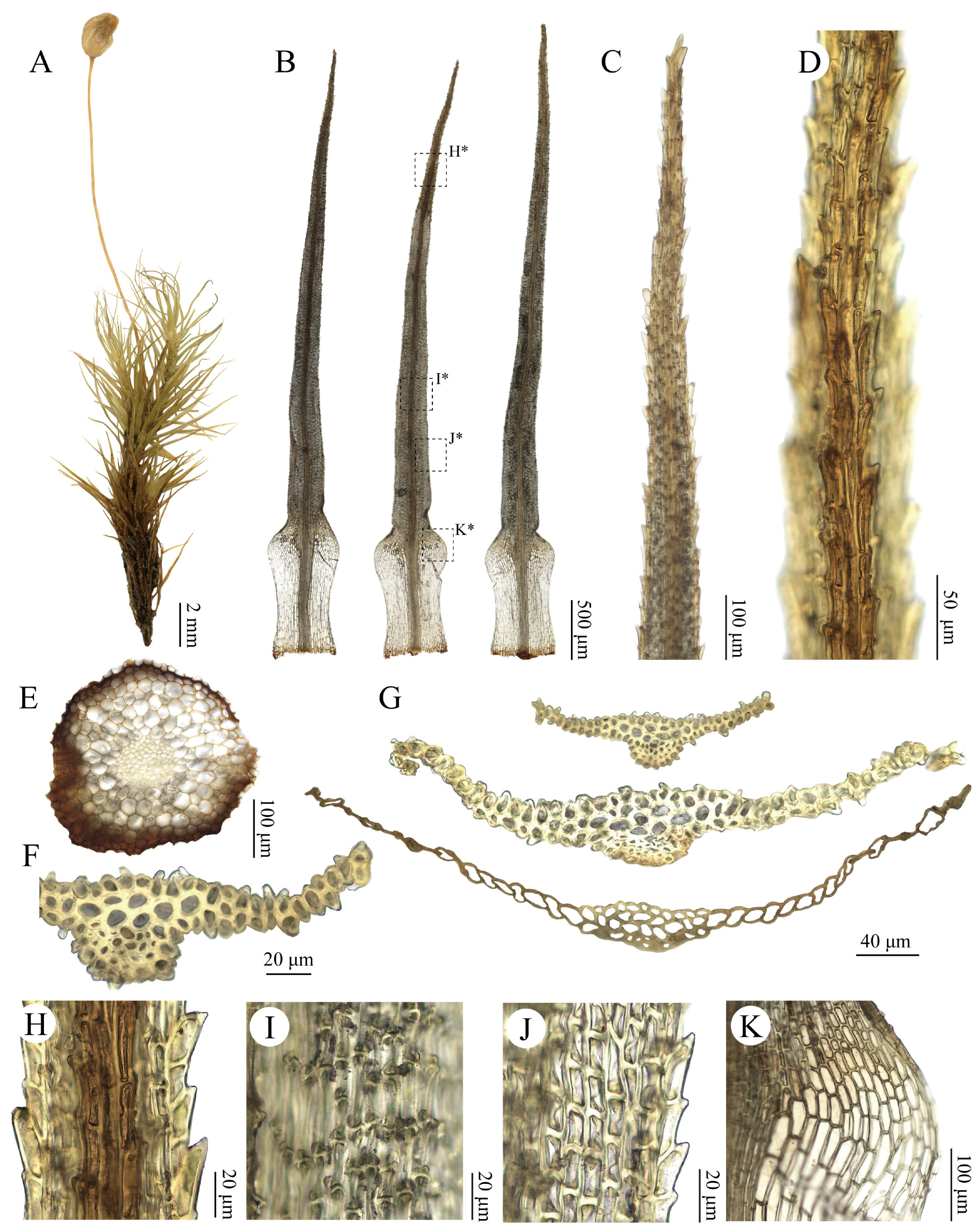 Plants 15 02744 g001 Plants 15 02744 g001