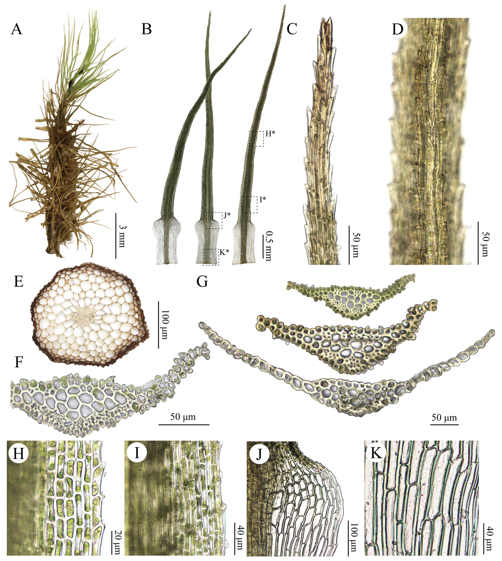 Plants 15 02744 g003 Plants 15 02744 g003