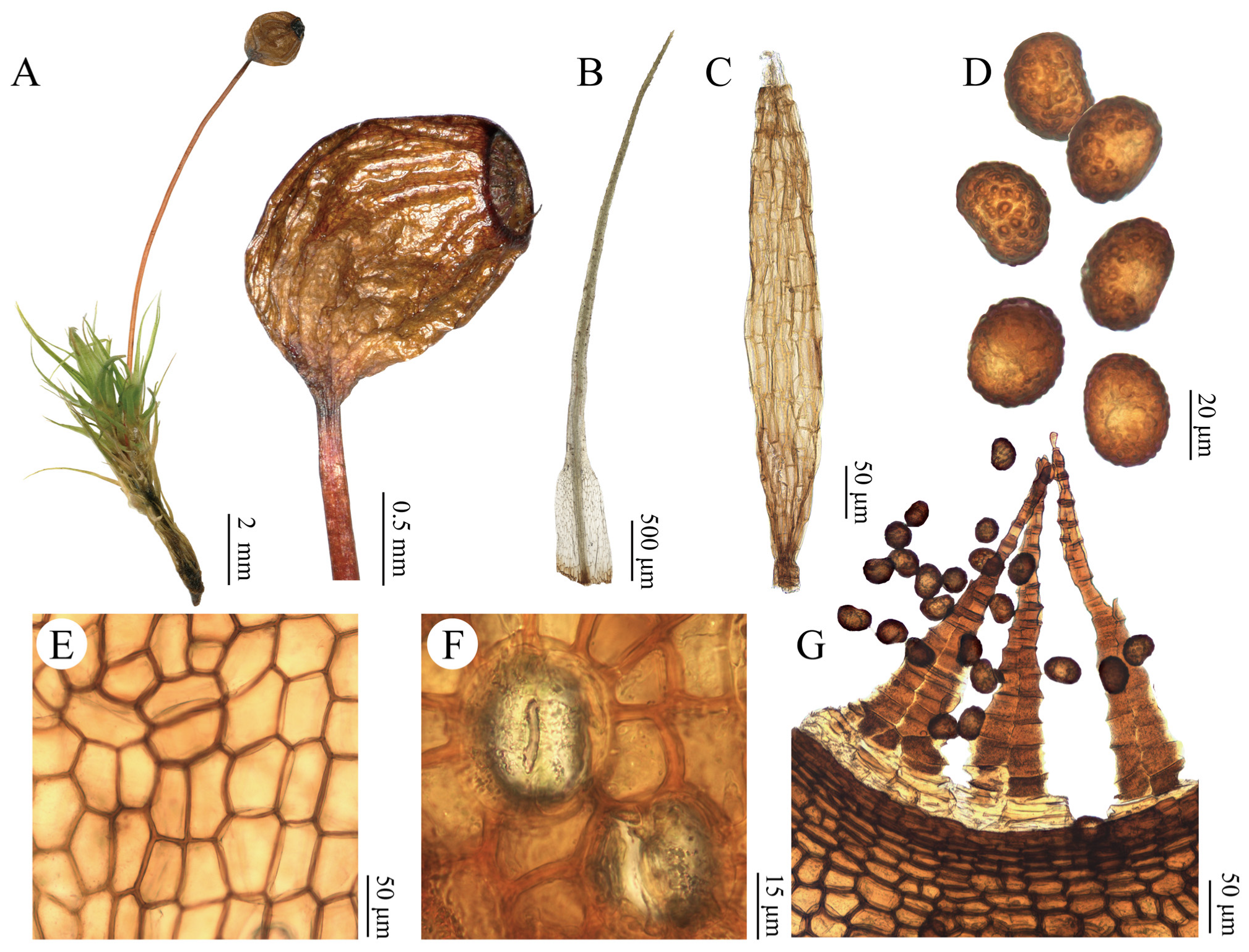 Plants 15 02744 g004 Plants 15 02744 g004