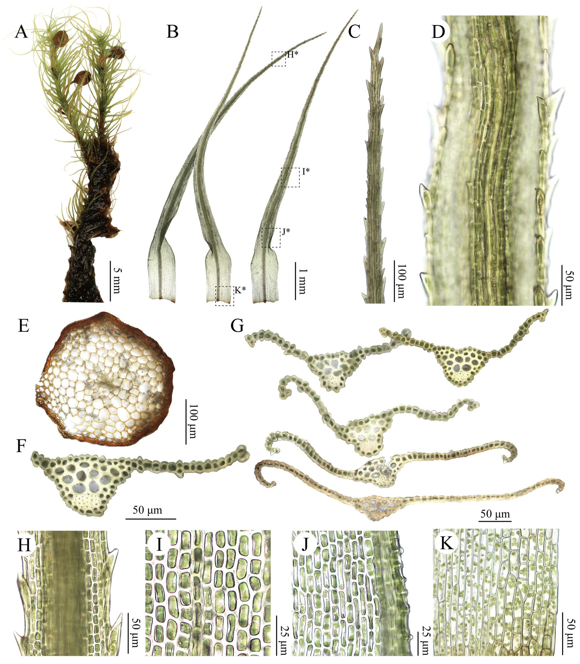 Plants 15 02744 g005 Plants 15 02744 g005