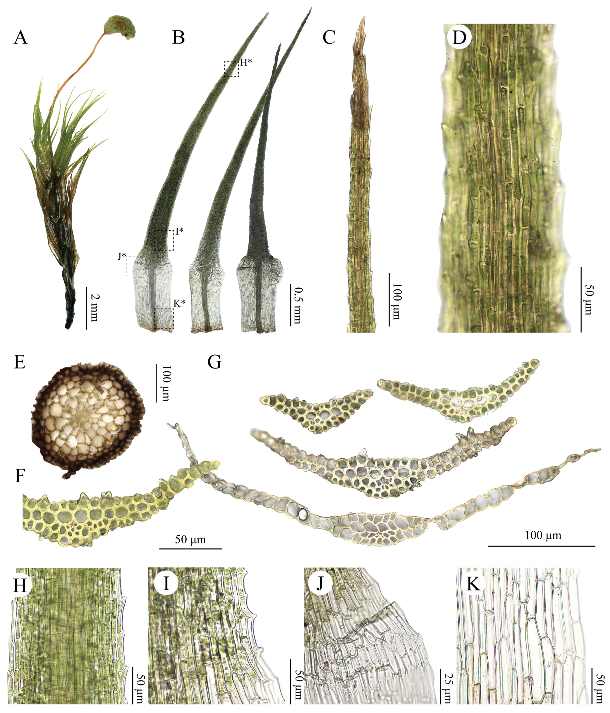 Plants 15 02744 g007 Plants 15 02744 g007