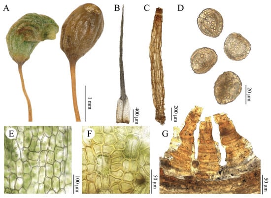 Plants 15 02744 g008