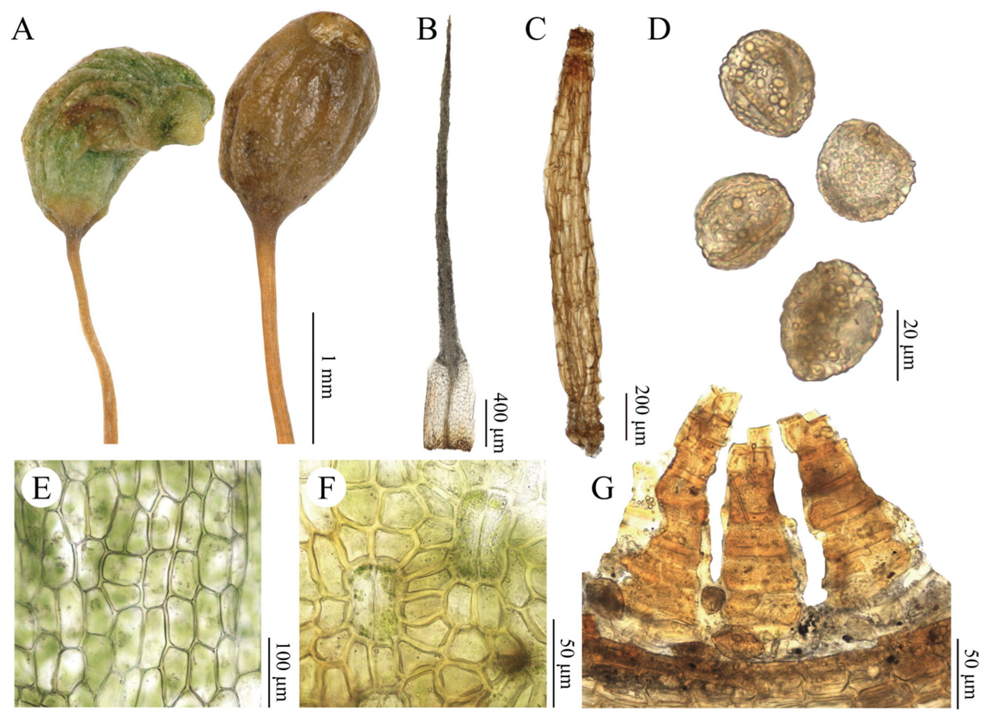 Plants 15 02744 g008 Plants 15 02744 g008