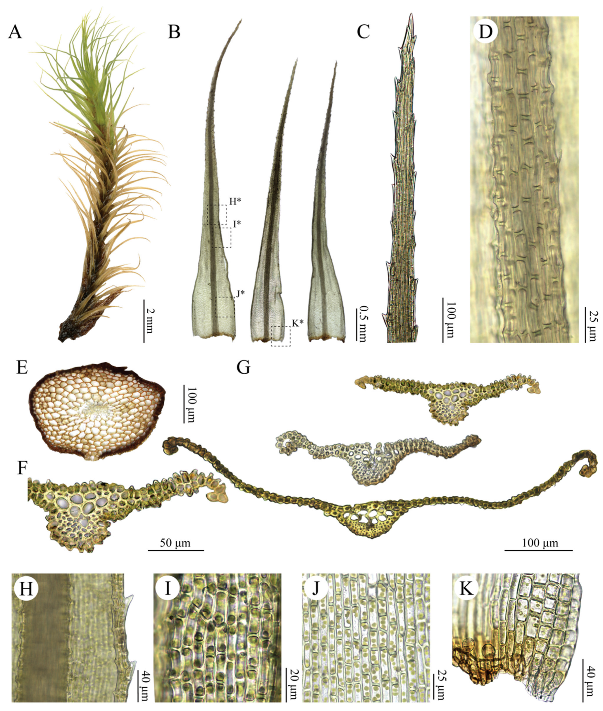 Plants 15 02744 g009 Plants 15 02744 g009