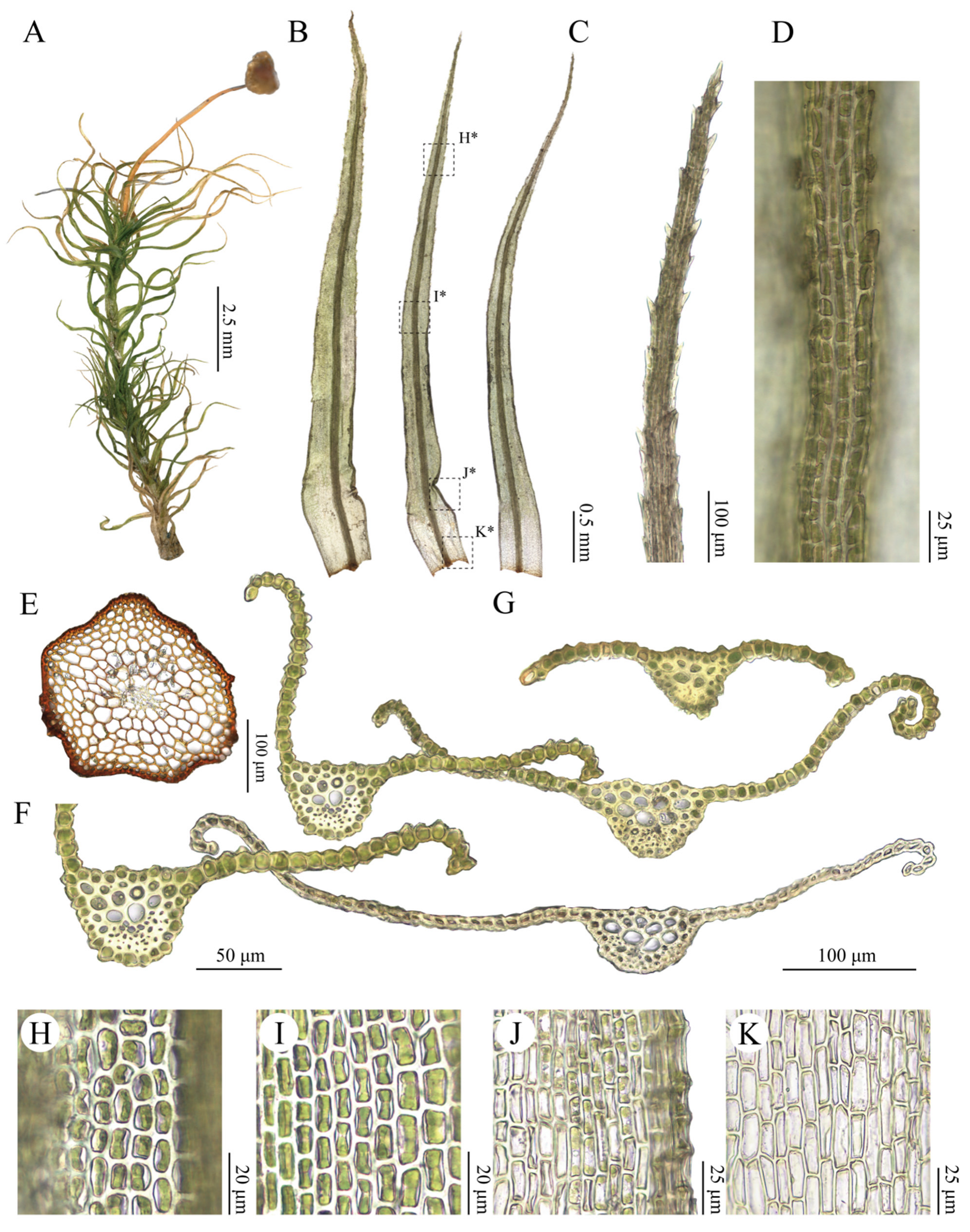 Plants 15 02744 g010 Plants 15 02744 g010