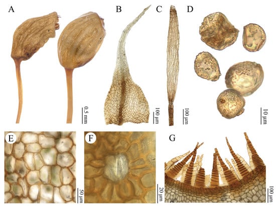 Plants 15 02744 g011