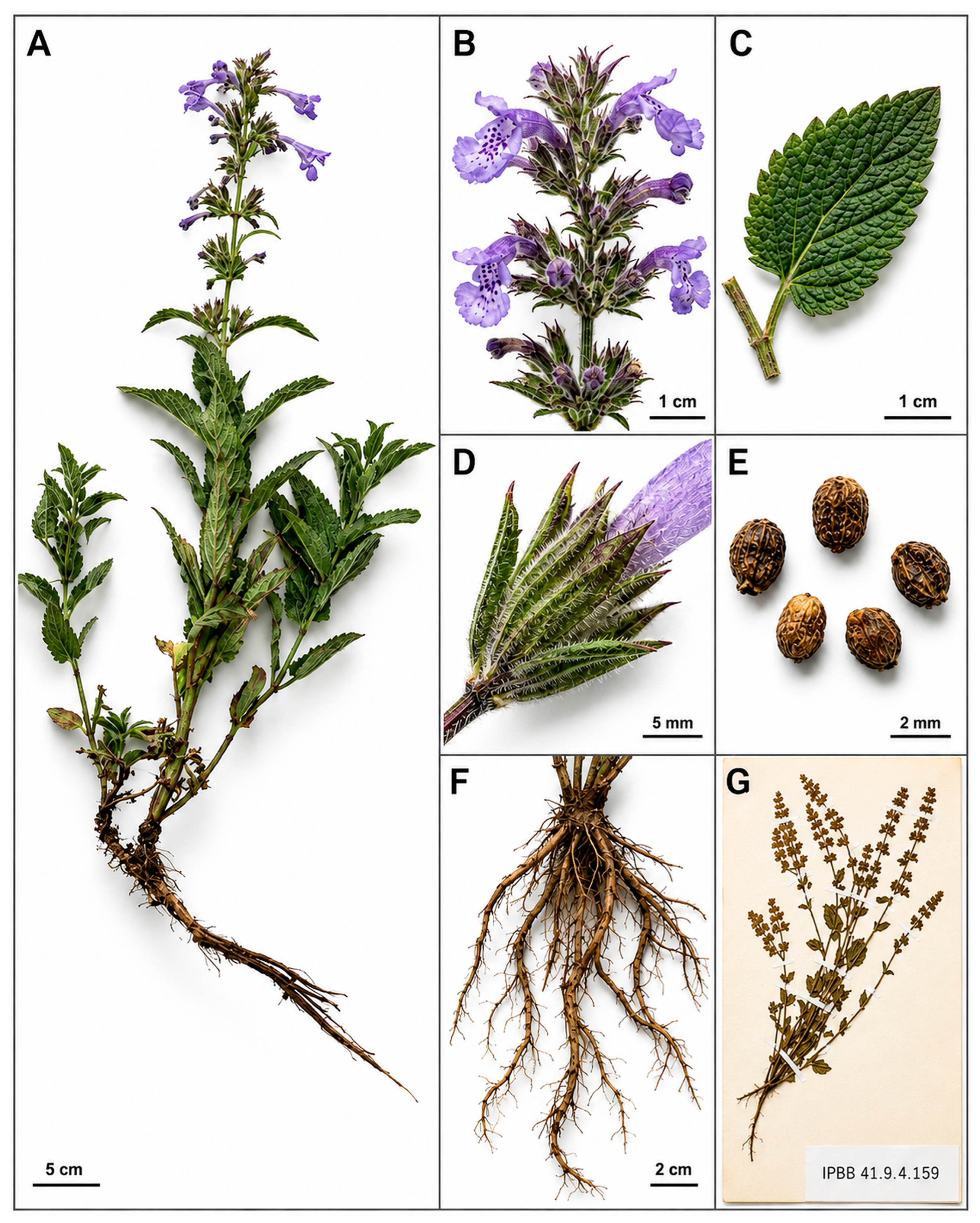 Plants 15 02992 g001 Plants 15 02992 g001