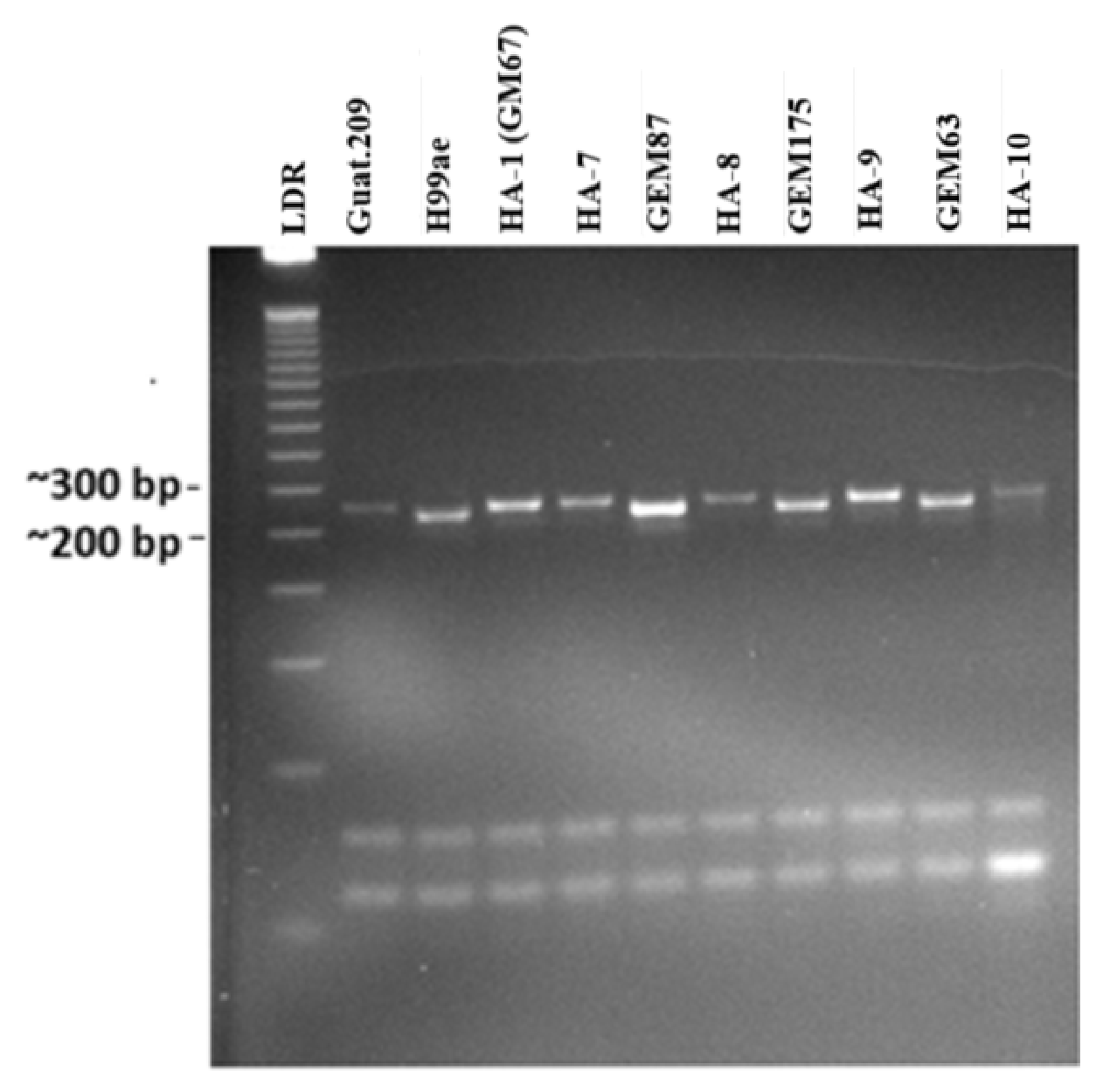 Plants 15 03157 g006 Plants 15 03157 g006