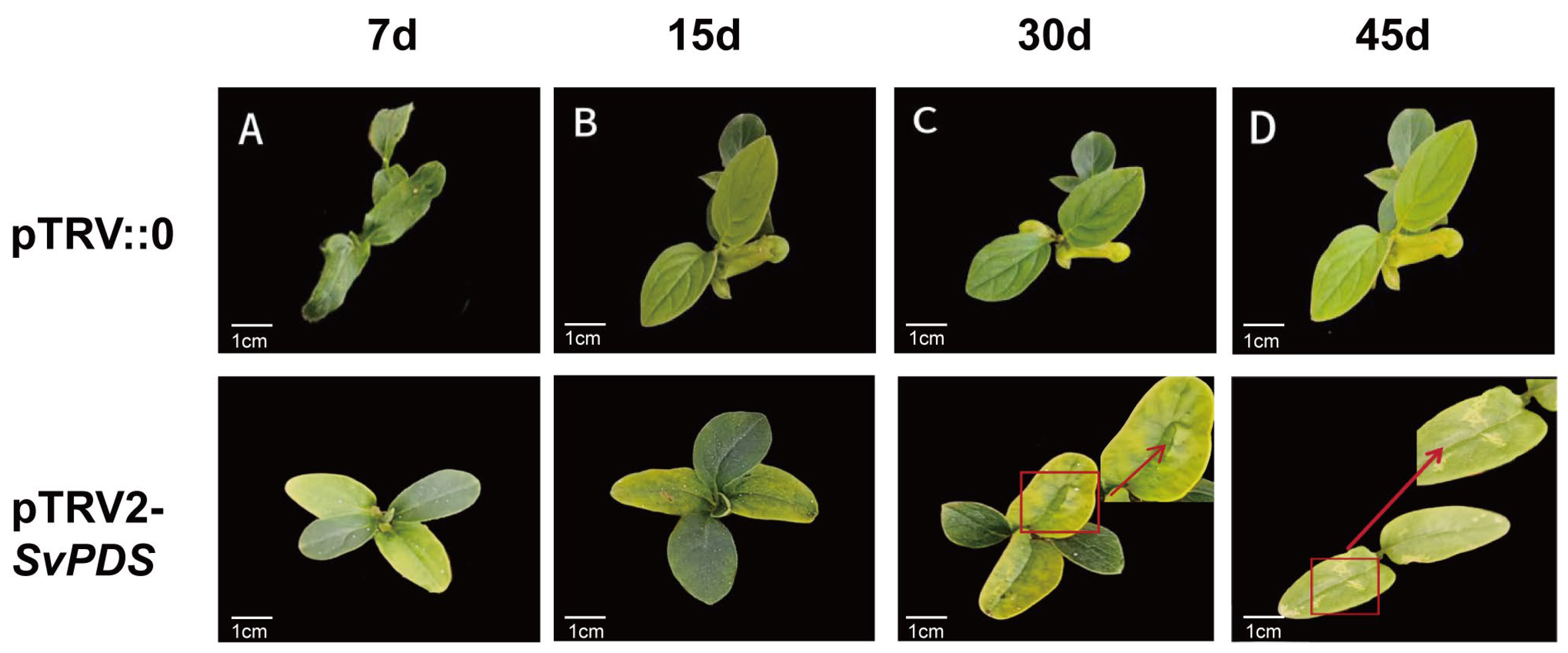 Plants 15 03179 g002 Plants 15 03179 g002