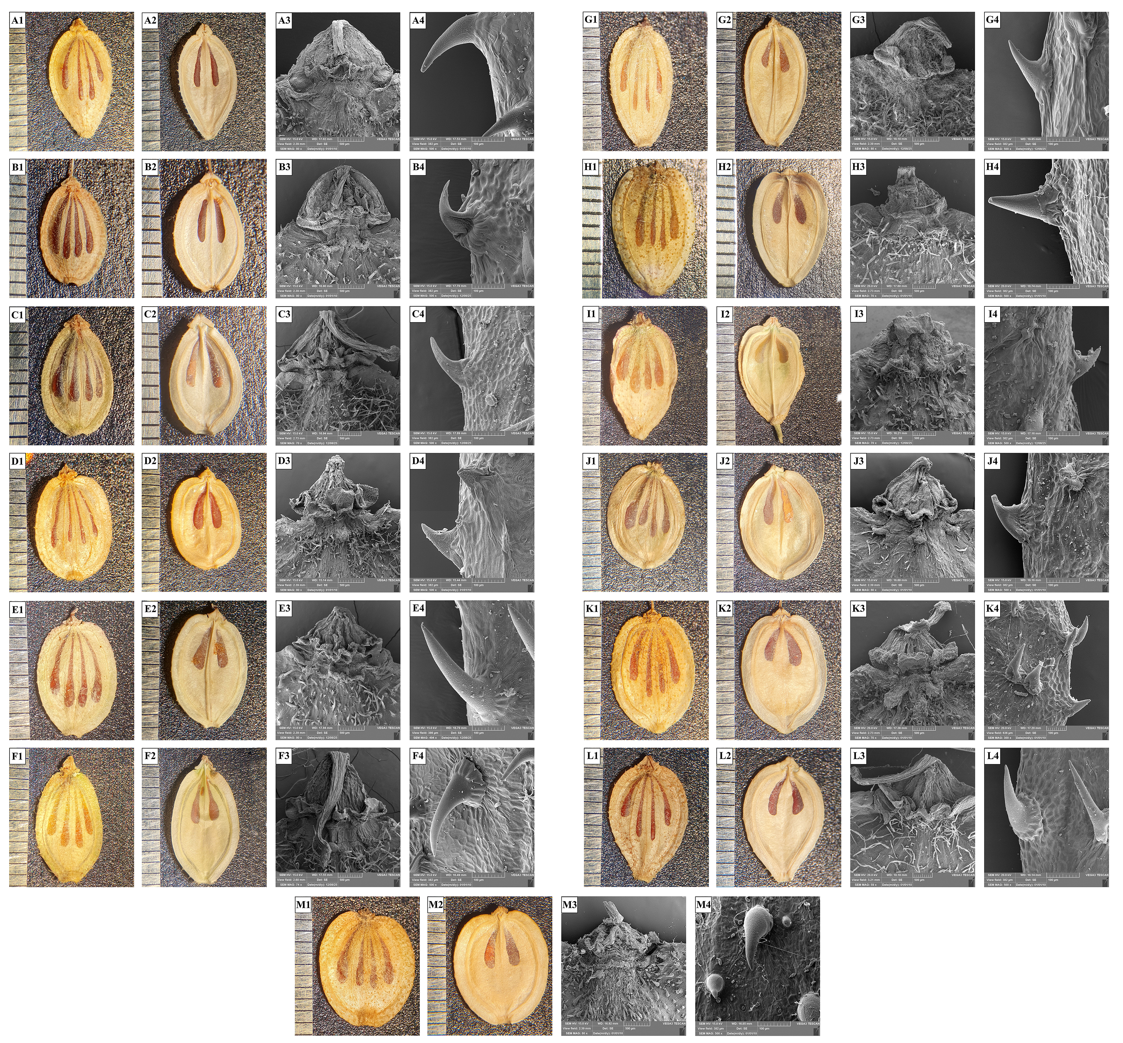 Plants 15 03200 g005 Plants 15 03200 g005