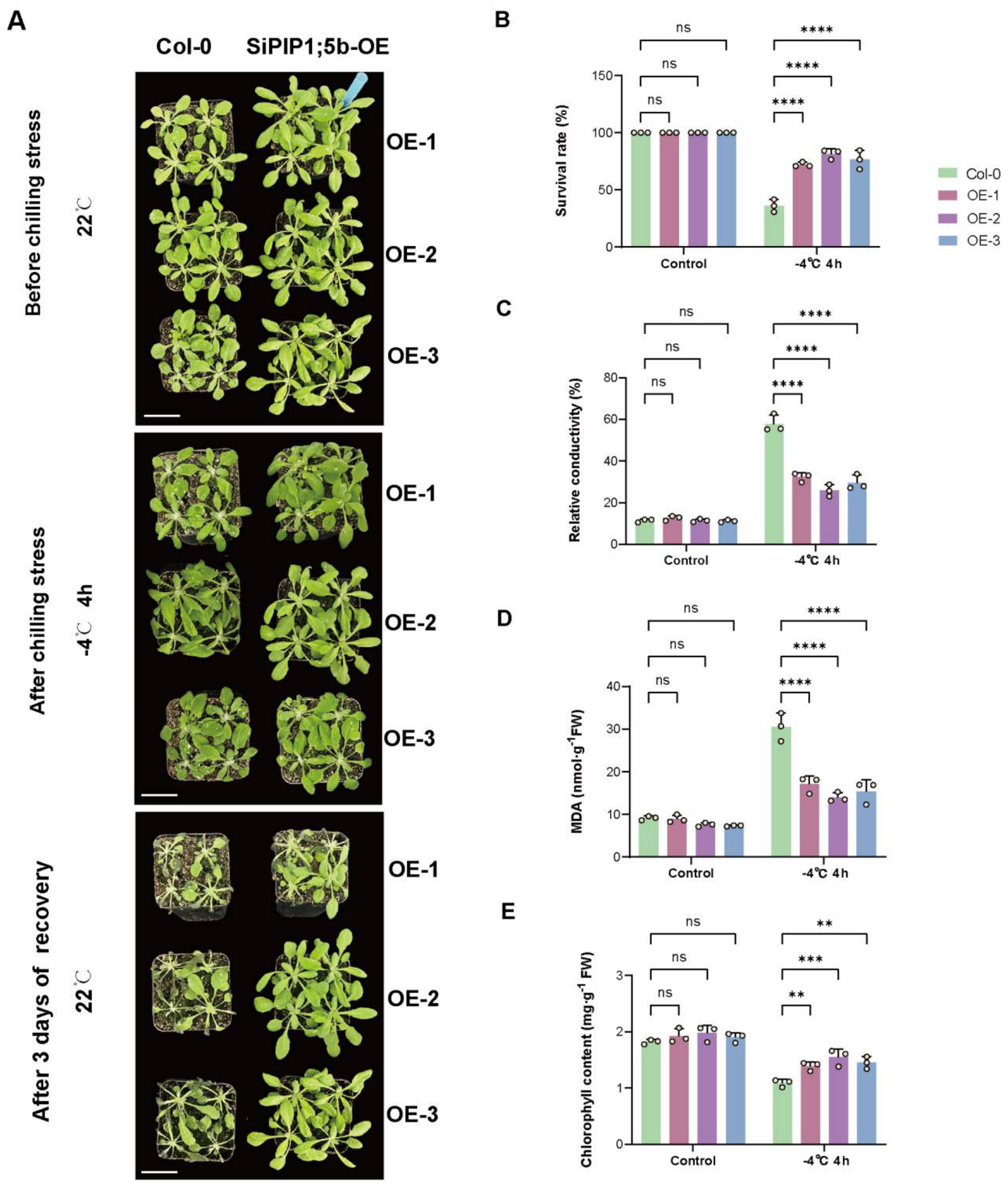 Plants 15 03204 g004