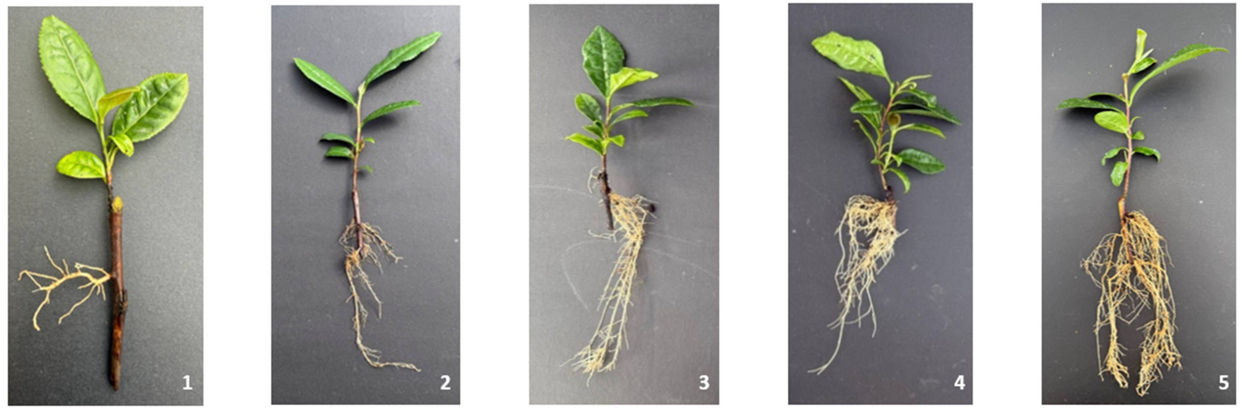 Plants 15 03249 g002 Plants 15 03249 g002