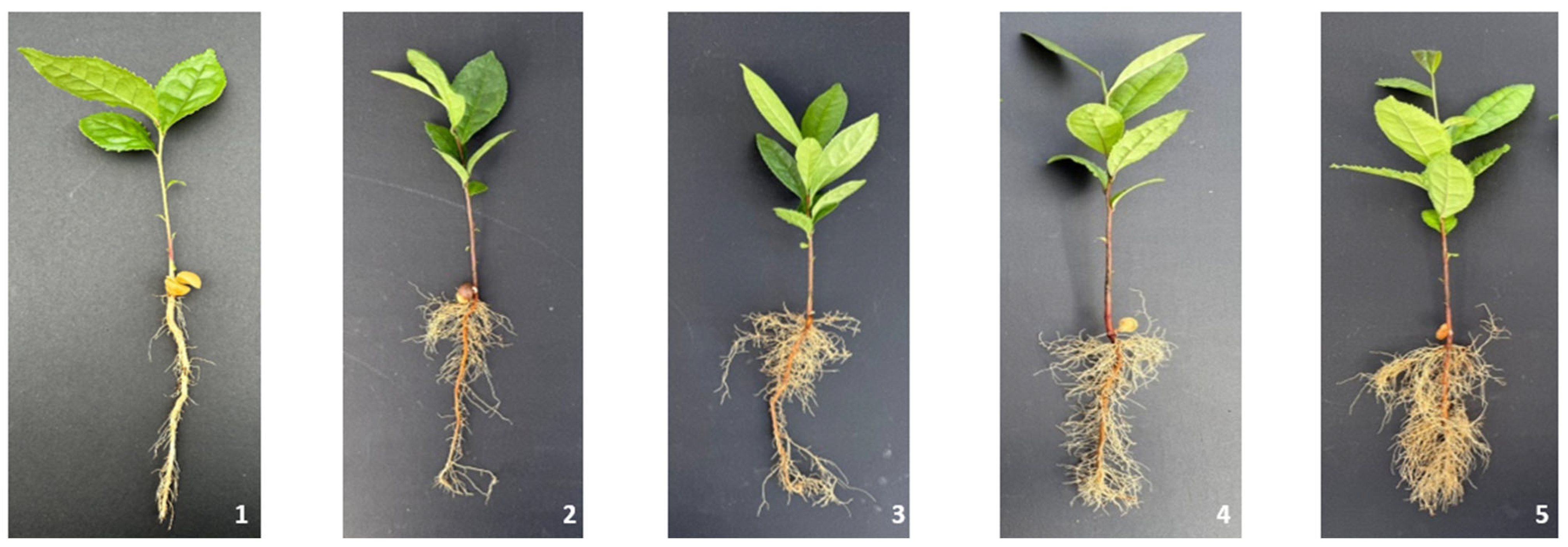 Plants 15 03249 g003 Plants 15 03249 g003