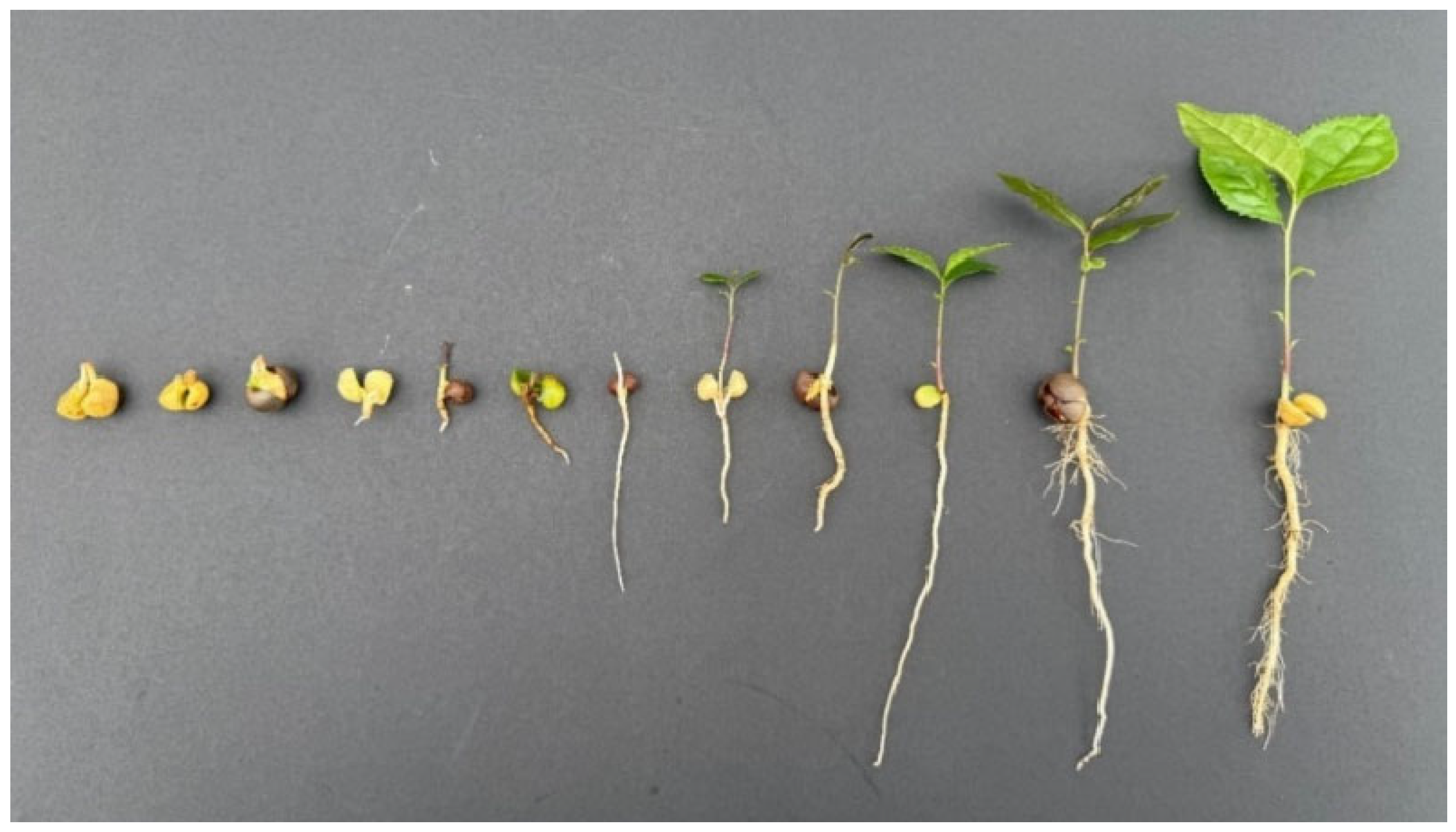 Plants 15 03249 g004 Plants 15 03249 g004