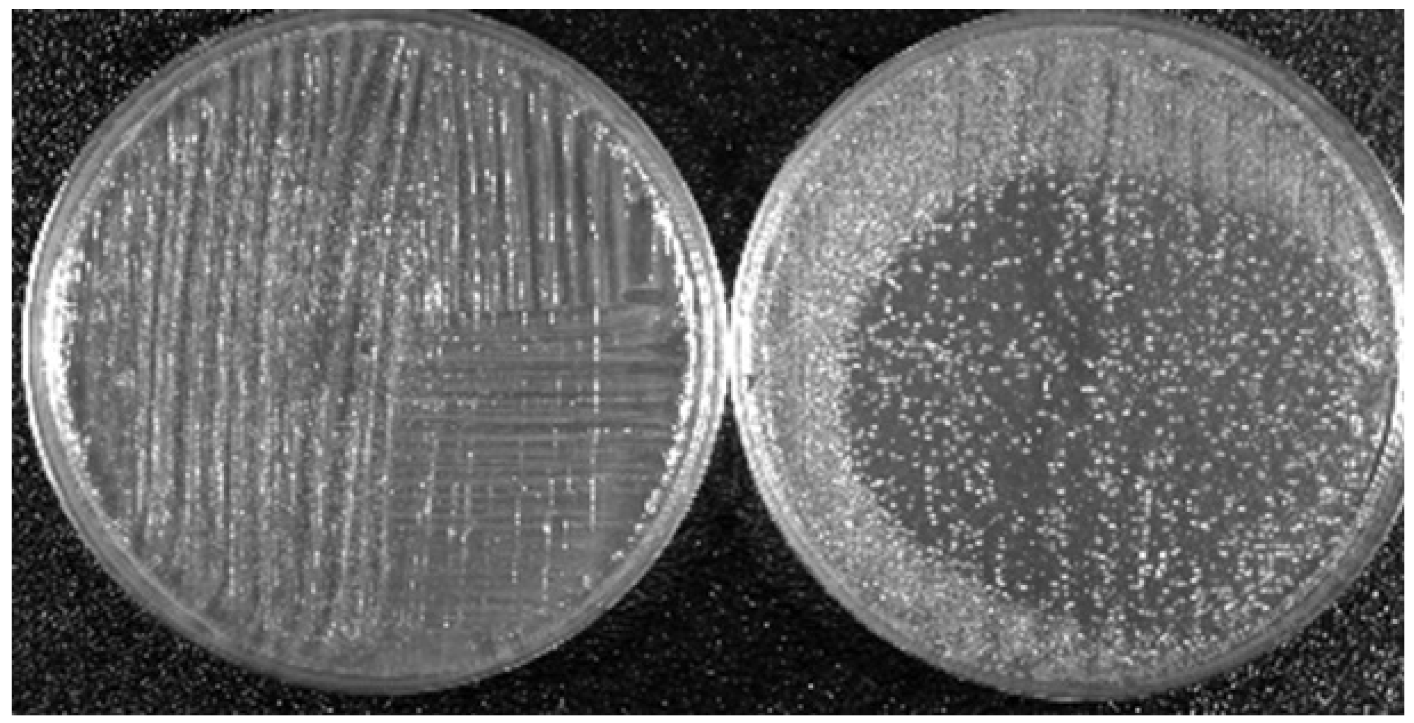 Plasma 01 00005 g005