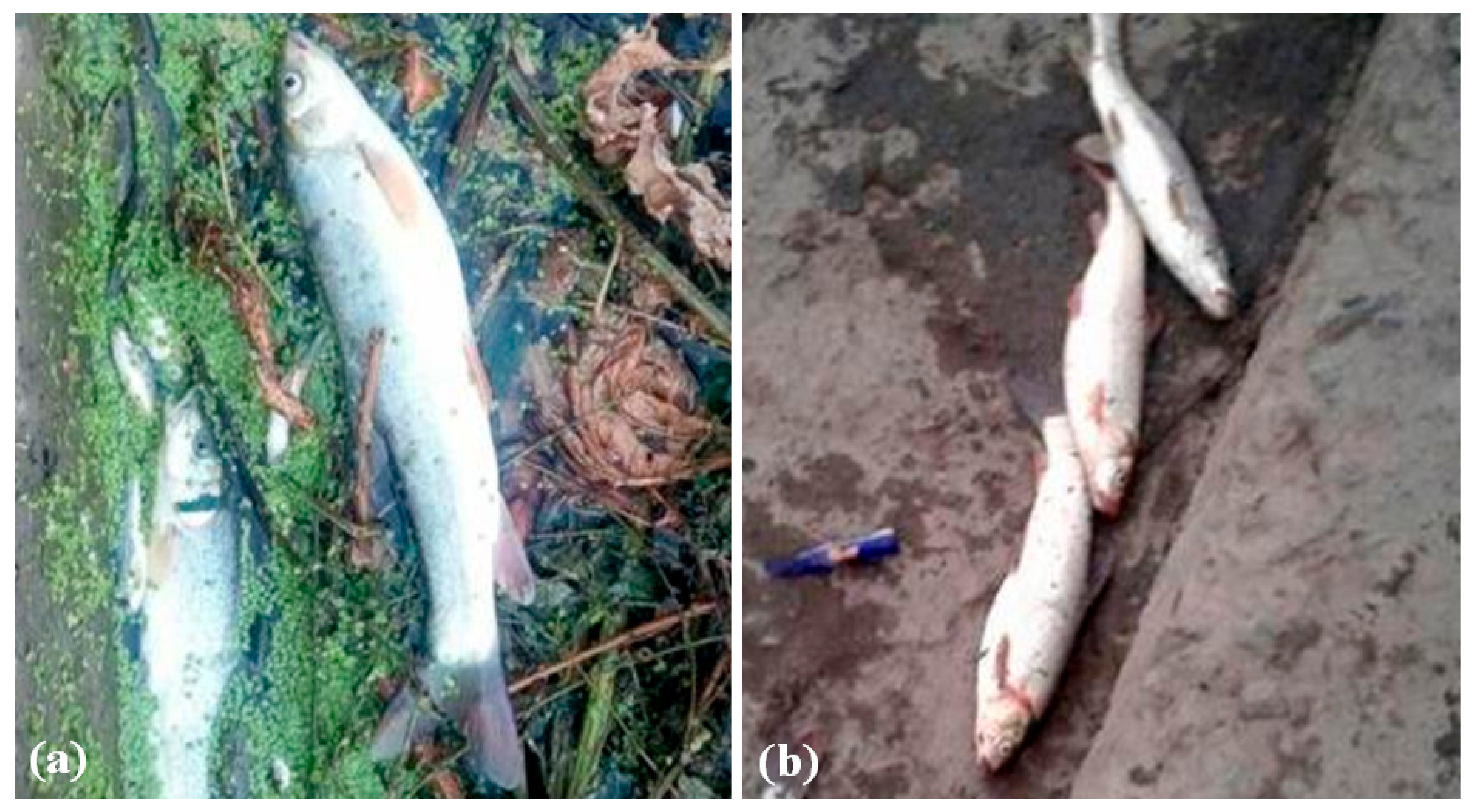 Pollutants 01 00008 g002