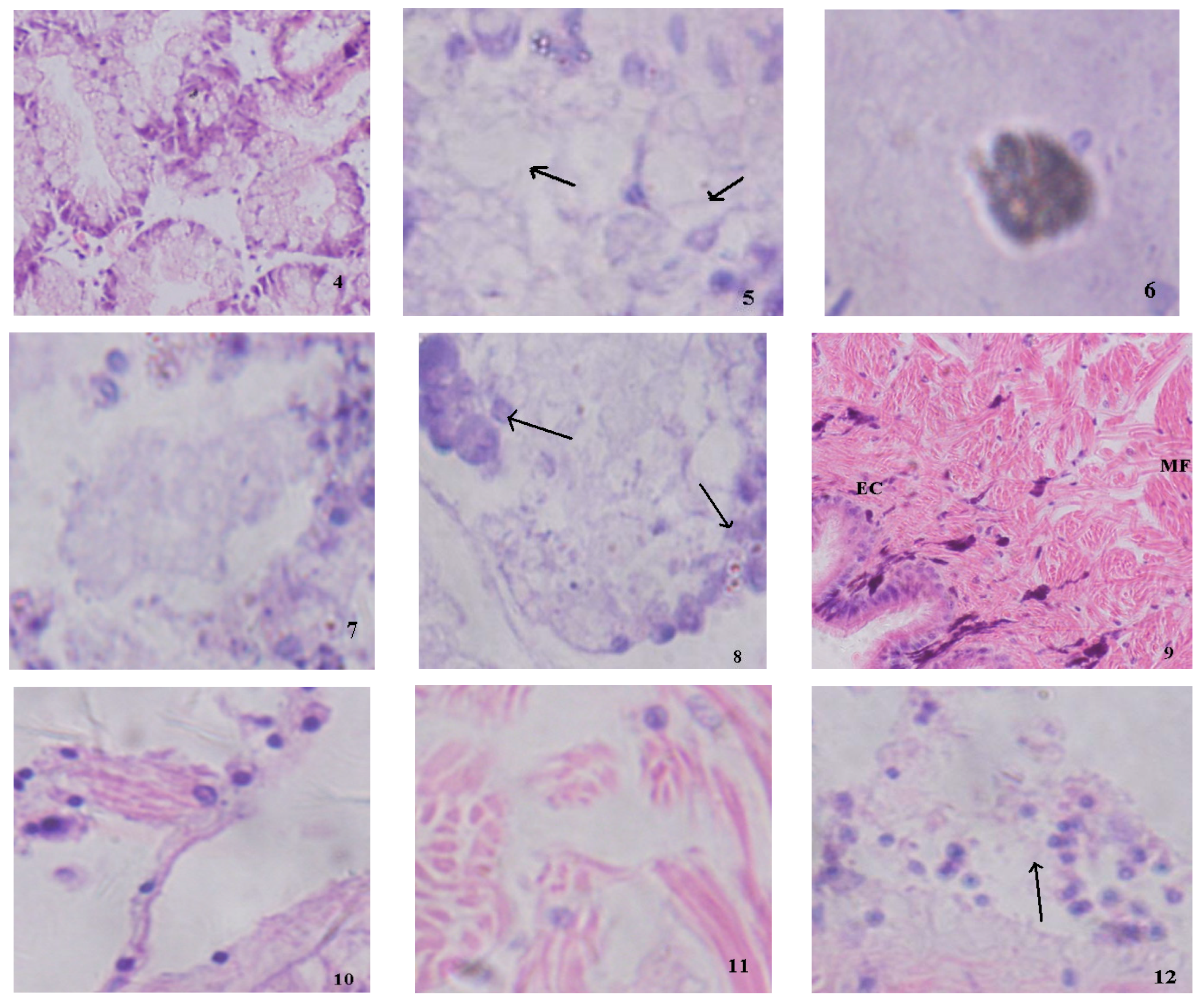 Pollutants 03 00017 g002b