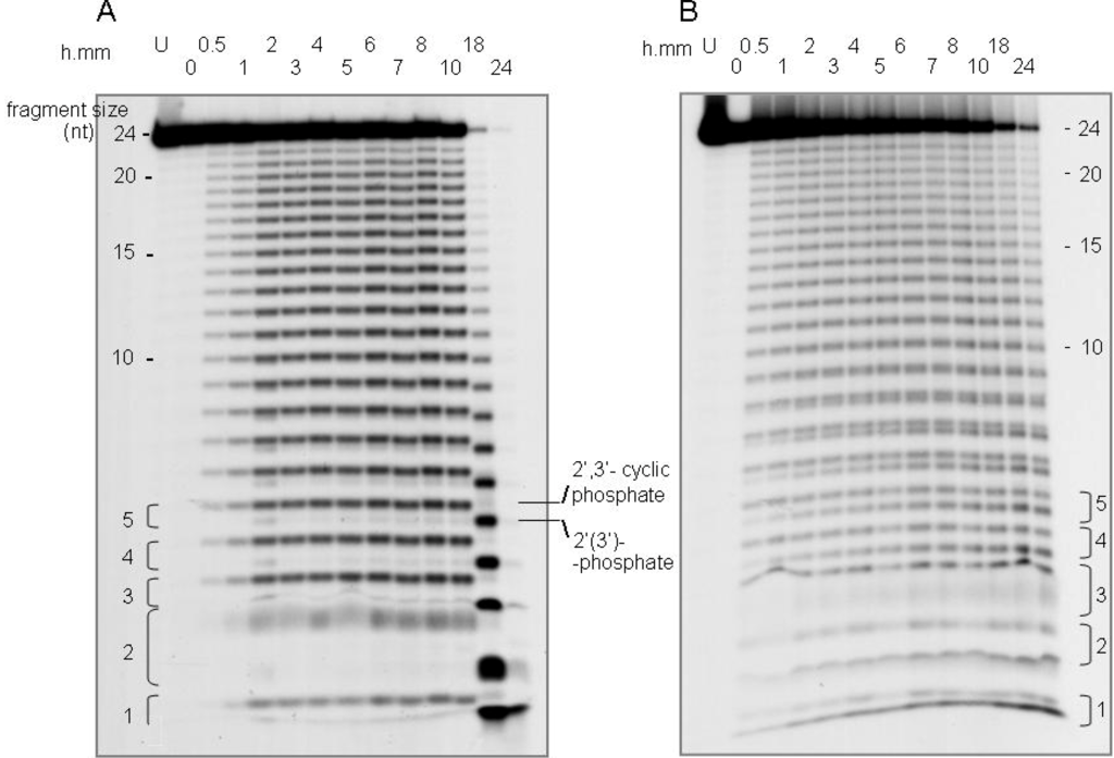 Polymers 02 00211 g002 1024