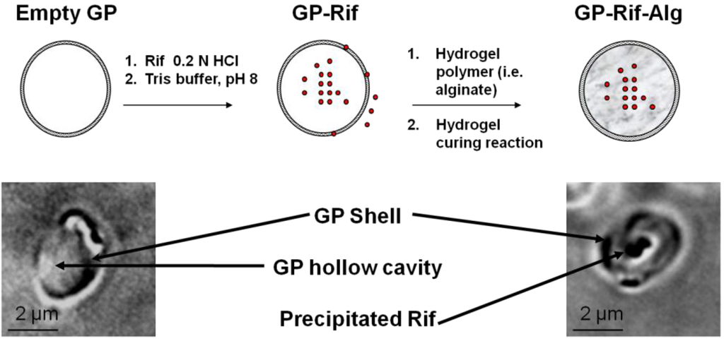 Polymers 02 00681 g001 1024
