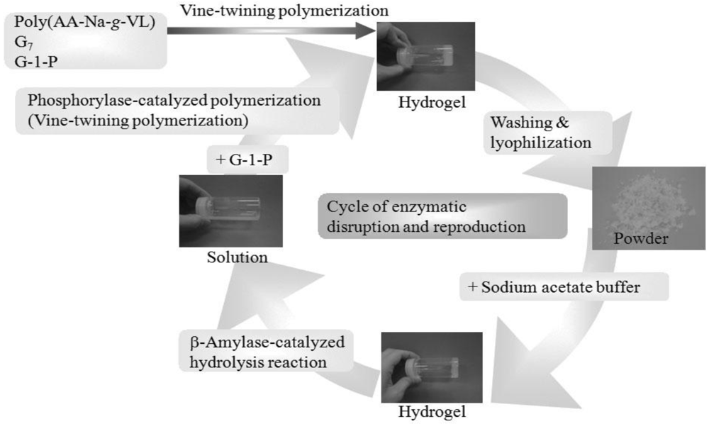 Polymers 04 00116 g012