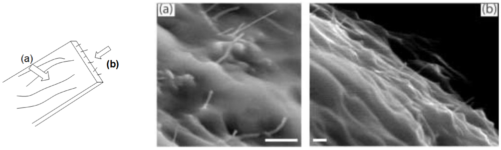 Polymers 04 00316 g003 1024
