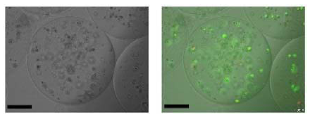Polymers 04 00561 g003 1024