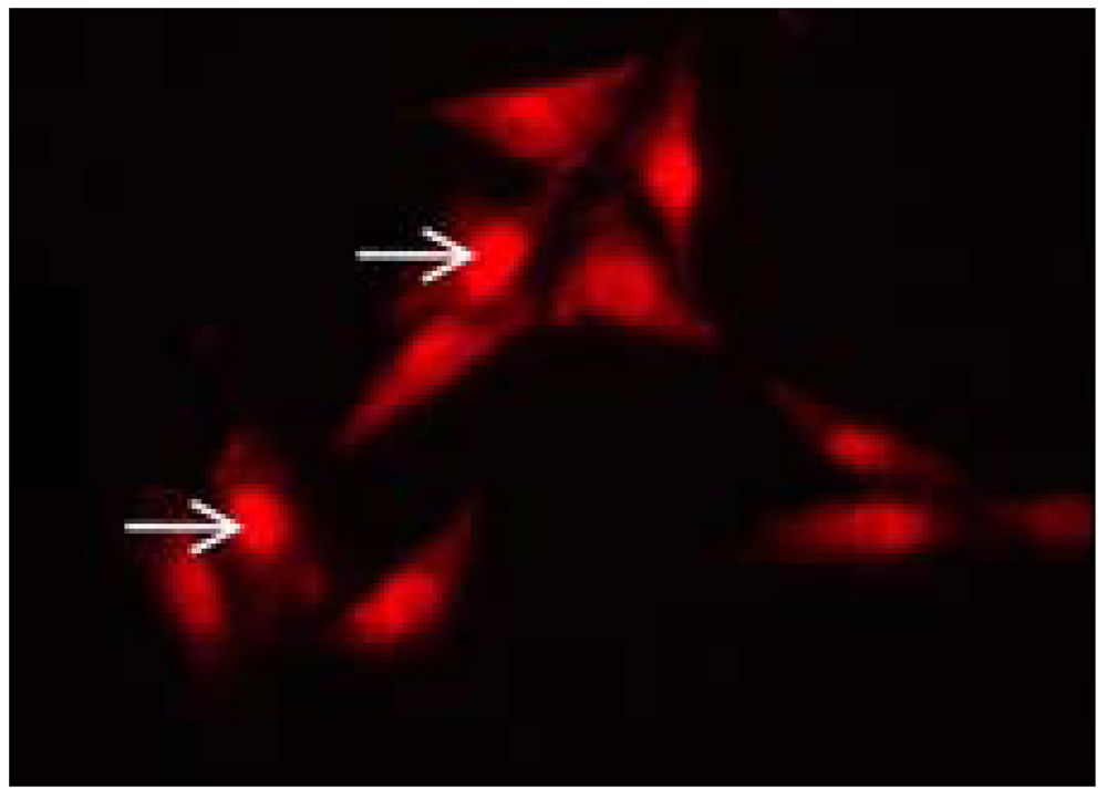 Polymers 04 00691 g002
