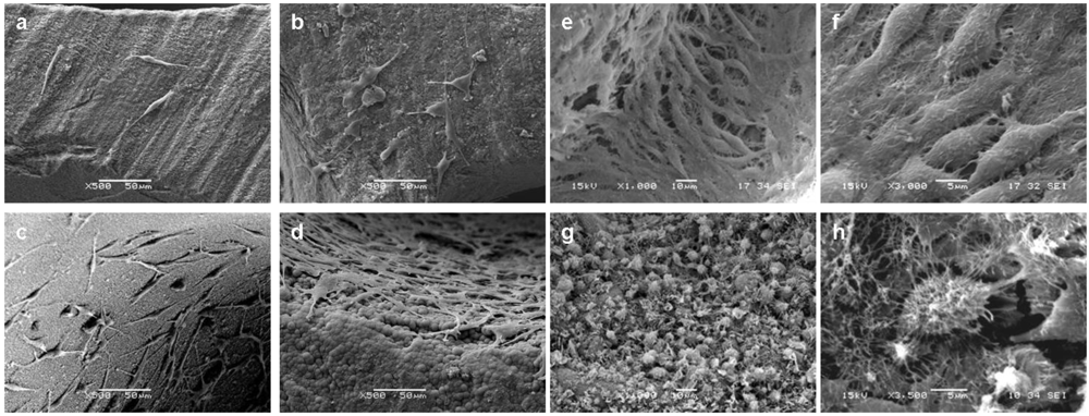 Polymers 04 01065 g002
