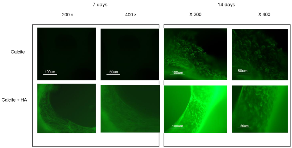 Polymers 04 01065 g006