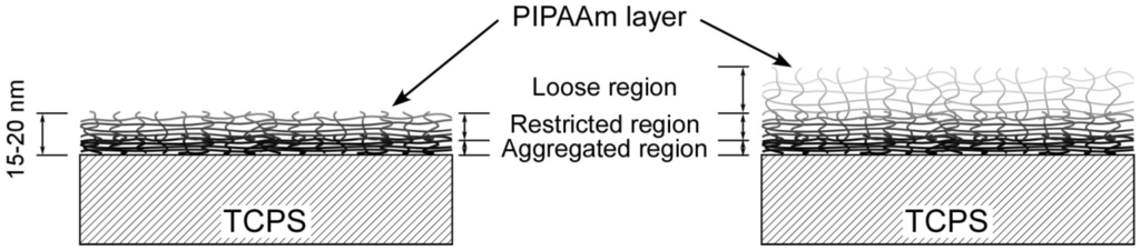 Polymers 04 01478 g002 1024