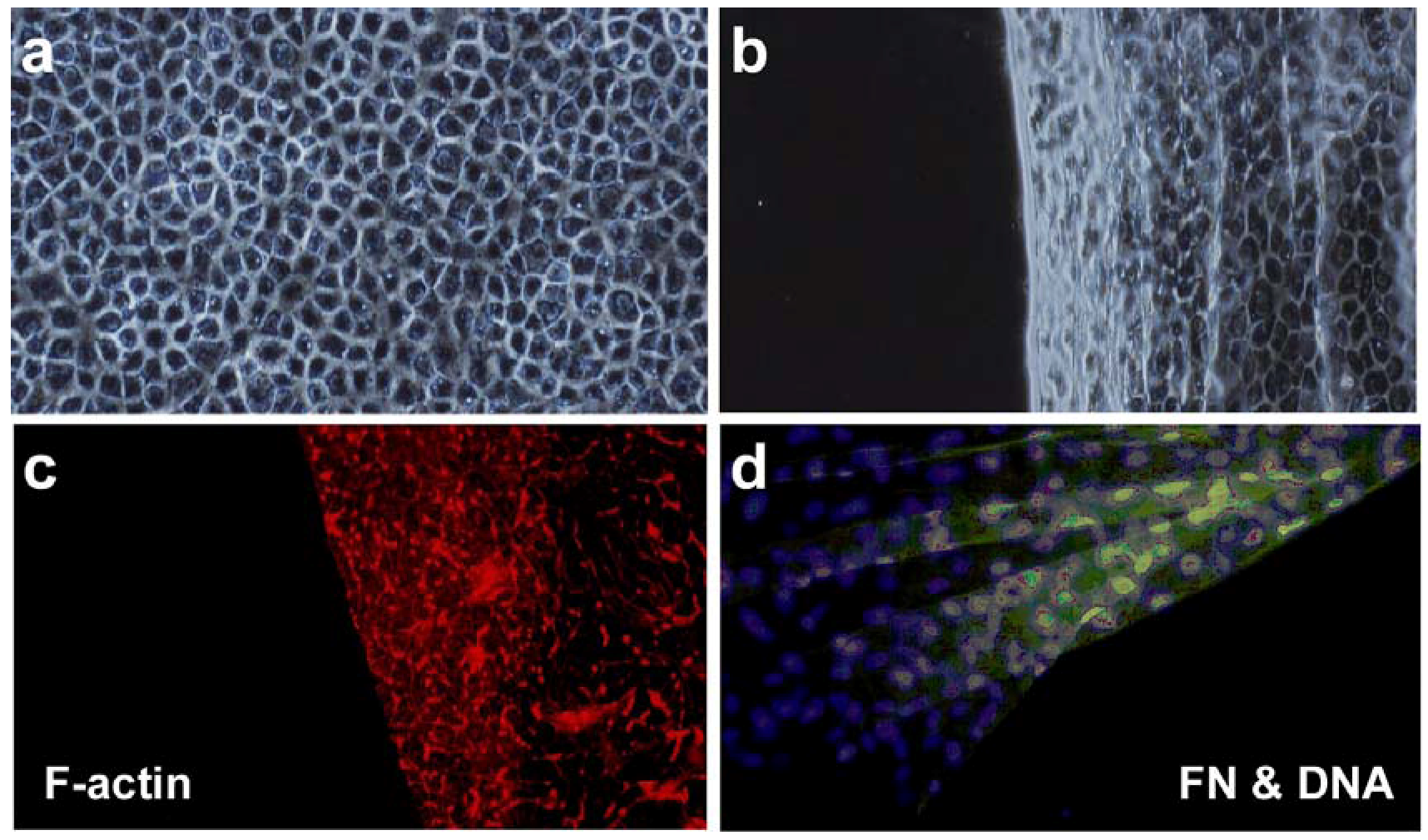 Polymers 04 01478 g003