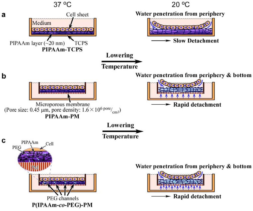 Polymers 04 01478 g004 1024