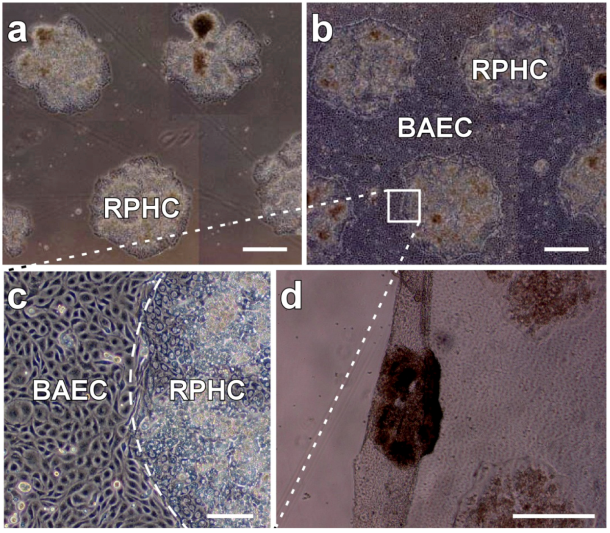 Polymers 04 01478 g009