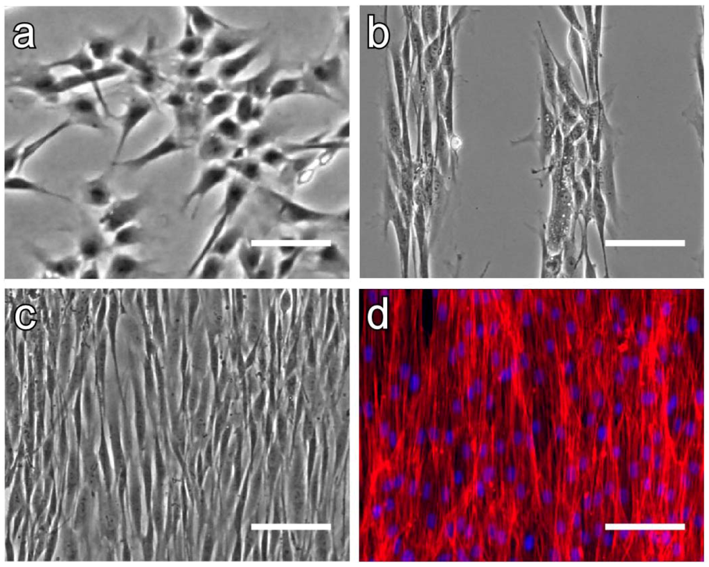 Polymers 04 01478 g012 1024