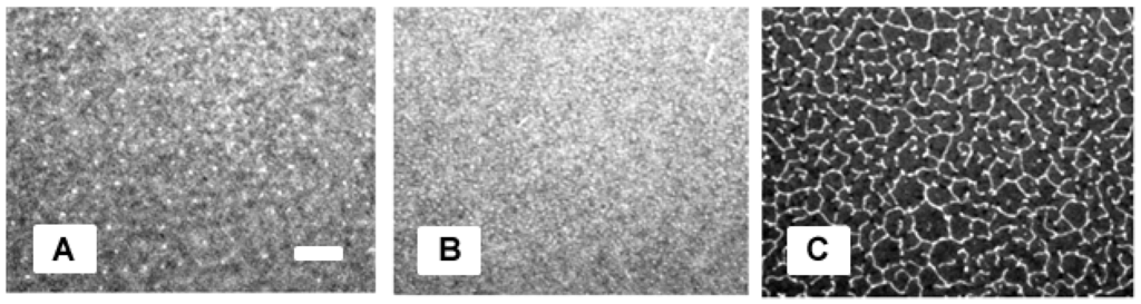 Polymers 05 00404 g001 1024