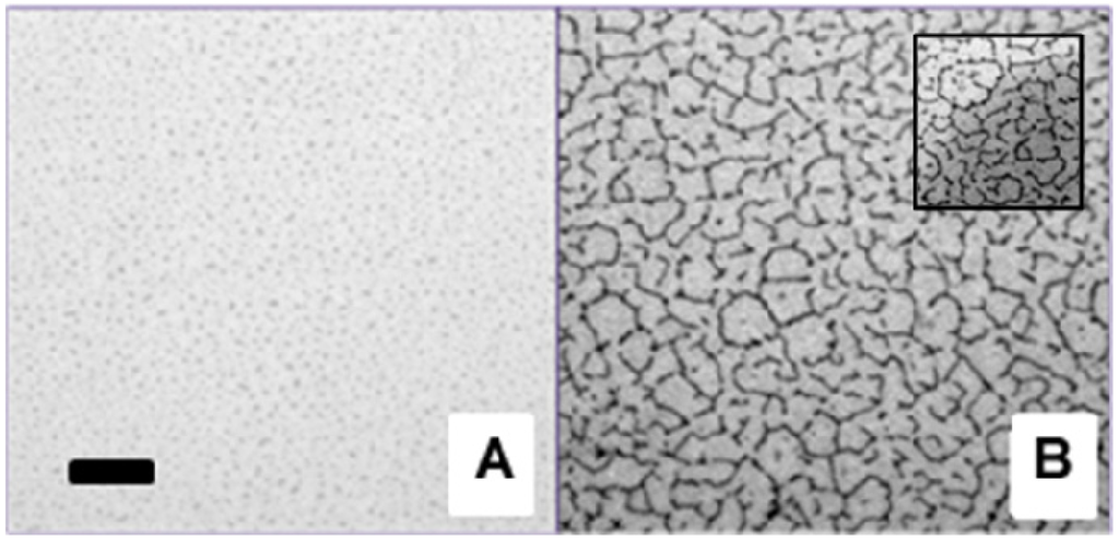 Polymers 05 00404 g004 1024