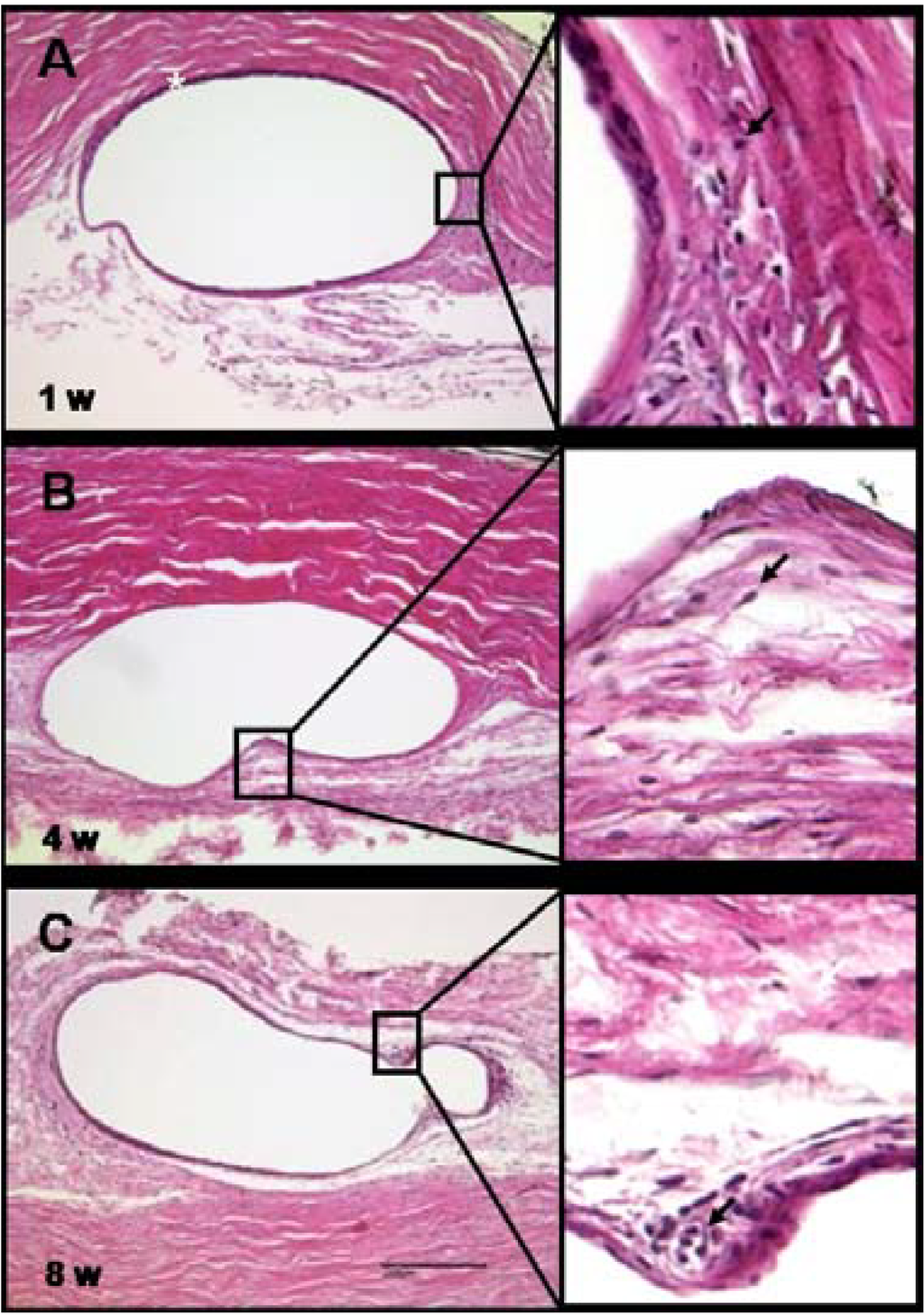 Polymers 06 00243 g010 1024