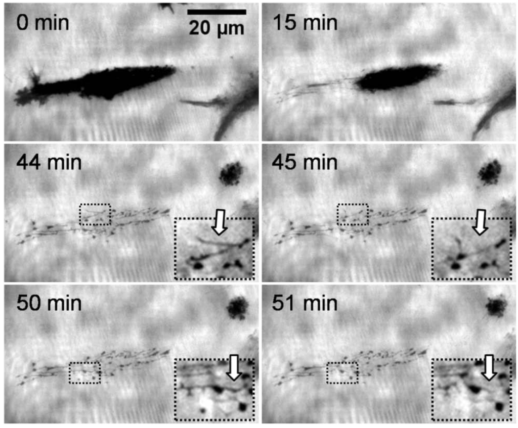 Polymers 06 01164 g002 1024