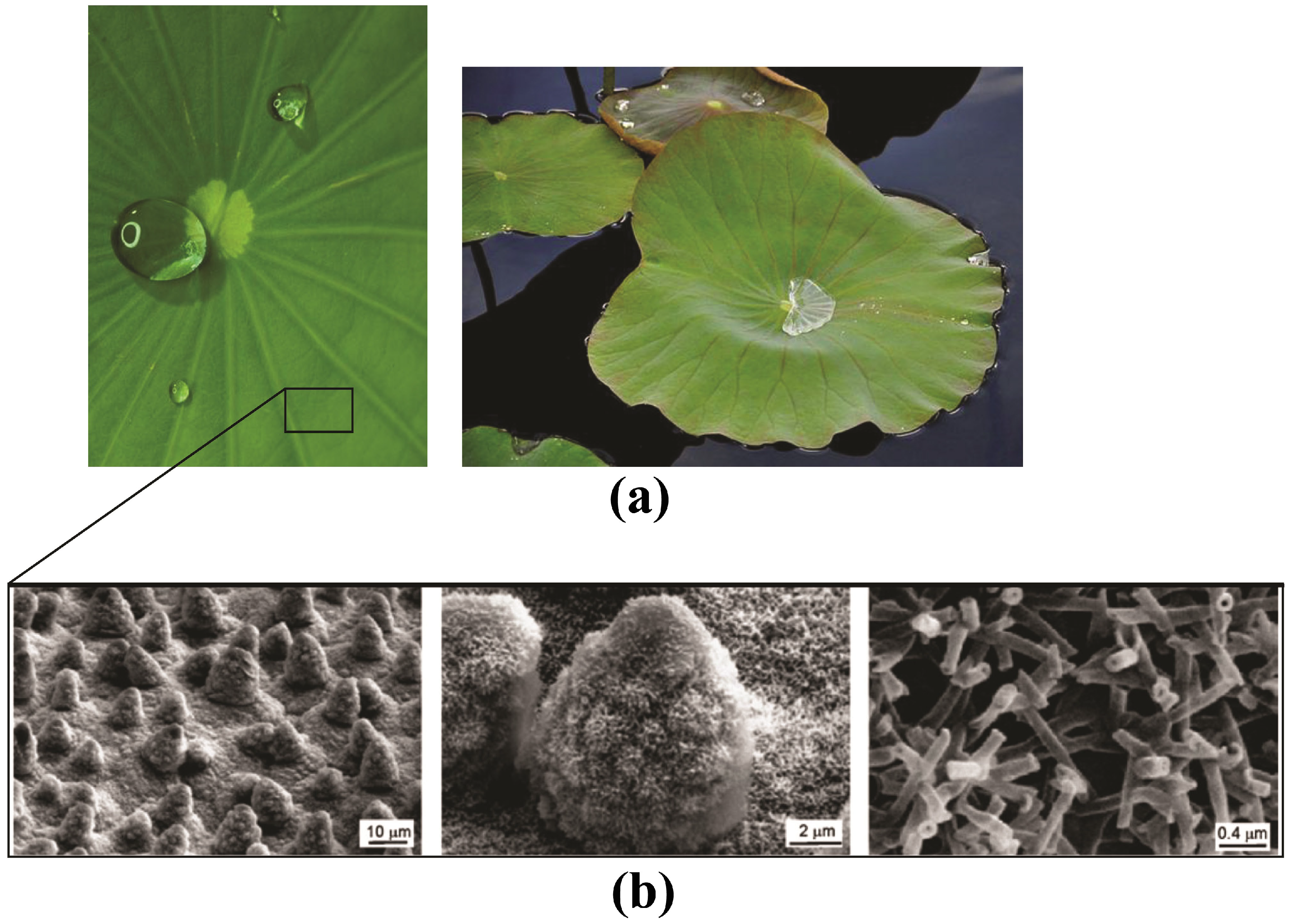 Polymers 06 01266 g001