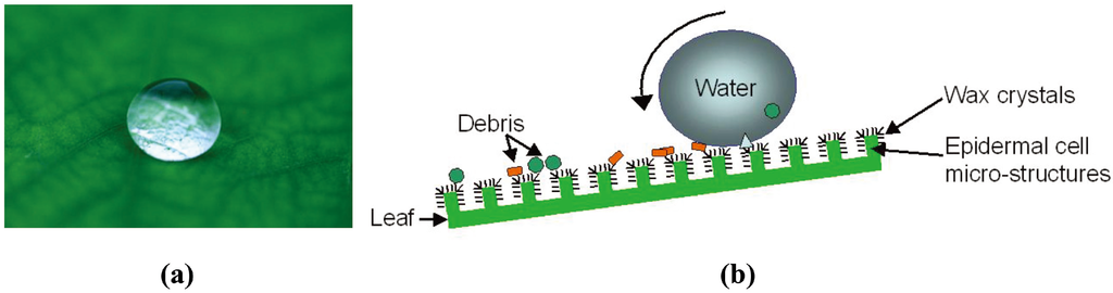Polymers 06 01266 g002 1024